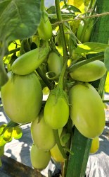 eggplant jewel jade